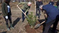 На Журавлівці, що постраждала від обстрілів, висаджують сосни – Терехов