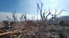 Окупанти ймовірно спалили 20 тис га лісів Харківщини. Збитки – 100 млрд грн