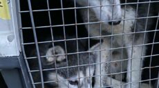 З прифронтової Куп’янщини харківські волонтери евакуювали тварин (фото)