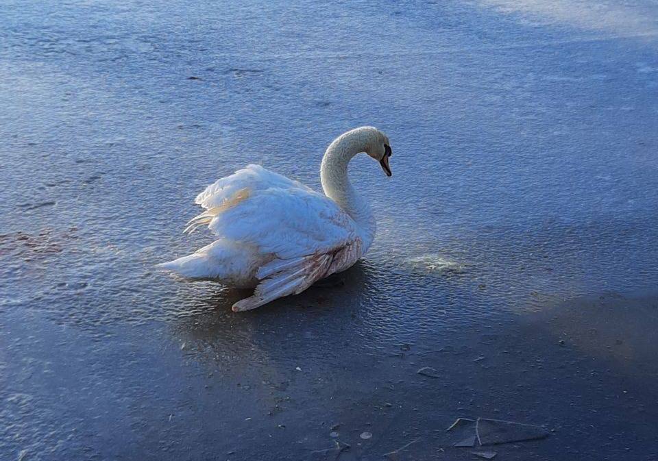 На Харківщині мешканці села врятували пораненого лебедя, що замерзав (відео)