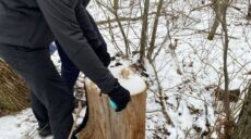 На Харьковщине мужчина бензопилой вырубил лесополосу – прокуратура