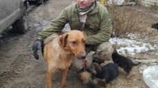 Волонтери шукають дім цуценятам, врятованим військовими на Куп’янщині (відео)