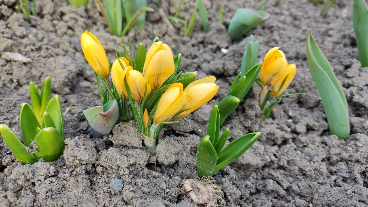 Весна на Харківщині: синоптики до кінця тижня обіцяють 15 градусів тепла