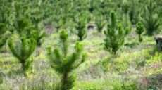 На Харківщині висадять мільйон дерев замість вирубаного 128-річного лісу