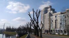 Радикальна обрізка дерев “під стовп” у Харкові: пояснення комунальників
