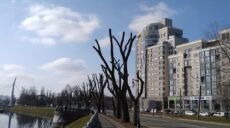 Обрезка деревьев «под столб» в Харькове: активистка пояснила, чем это вредно