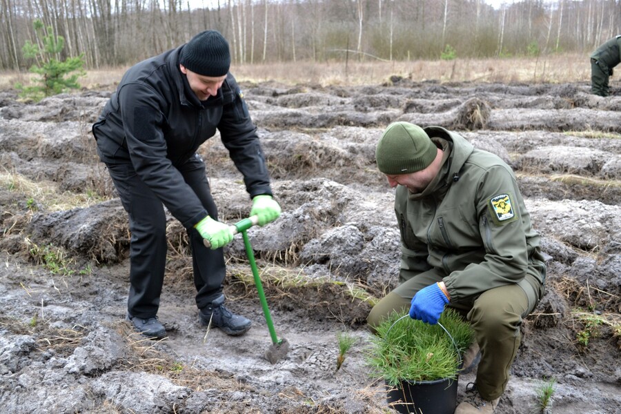 Де на Харківщині цієї весни висадять 1,2 мільйона дерев: інформація ХОВА