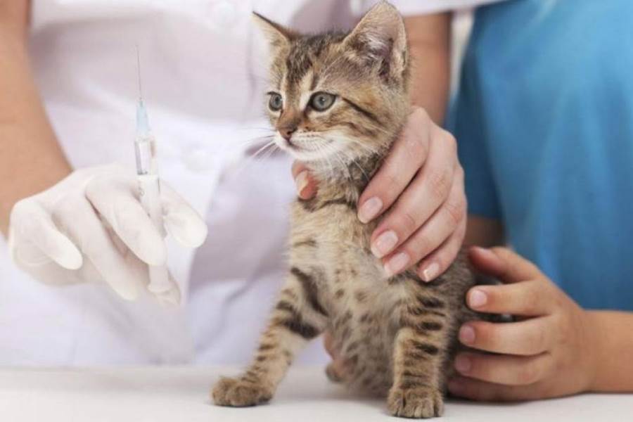 Харьковчанам предлагают бесплатно вакцинировать своих кошек и собак