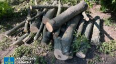 На Харківщині «чорні лісоруби» з Полтавщини нарубали дерев на 120 тис. грн