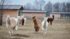 Небольшая и интересная коллекция: в харьковском экопарке назвали дату открытия