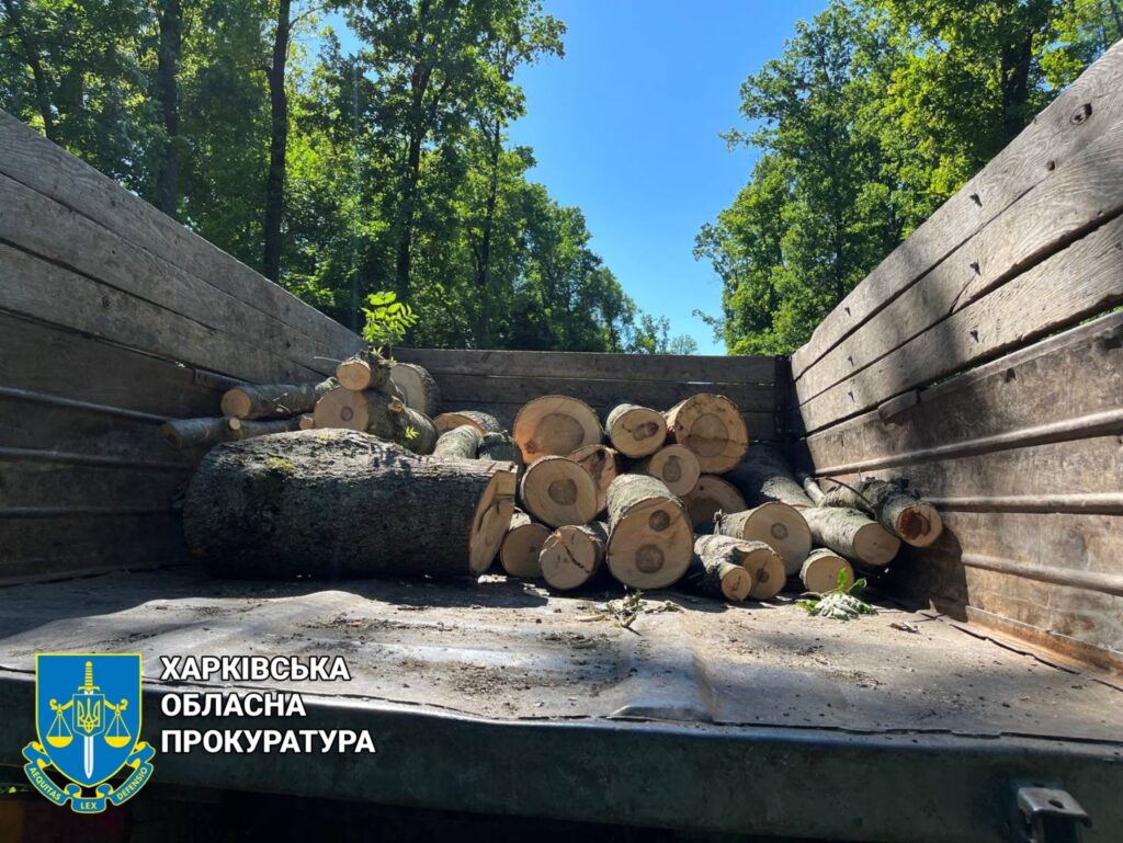 На Харківщині лісовий злодій вирубав 69 дерев, але вивезти “здобич” не встиг