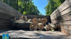 На Харьковщине лесной вор вырубил 69 деревьев, но вывезти «добычу» не успел