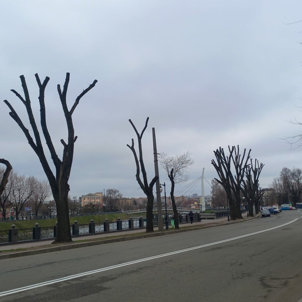 Варварство та знущання – професор біофака про обрізання дерев у Харкові