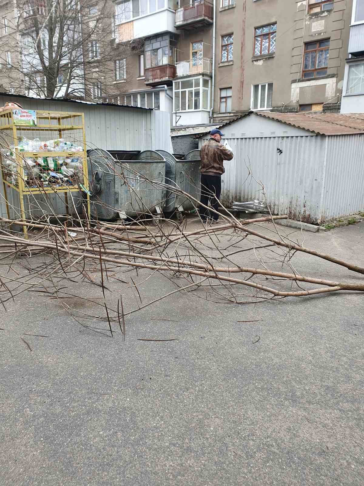 В Харькове вырубили катальпы в центре 2
