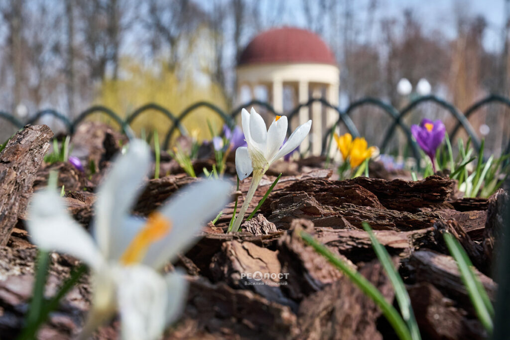 Звуки весни: прогулянка харківським Центральним парком після дощу (відео)