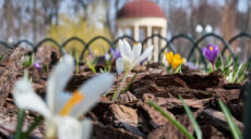 Звуки весни: прогулянка харківським Центральним парком після дощу (відео)