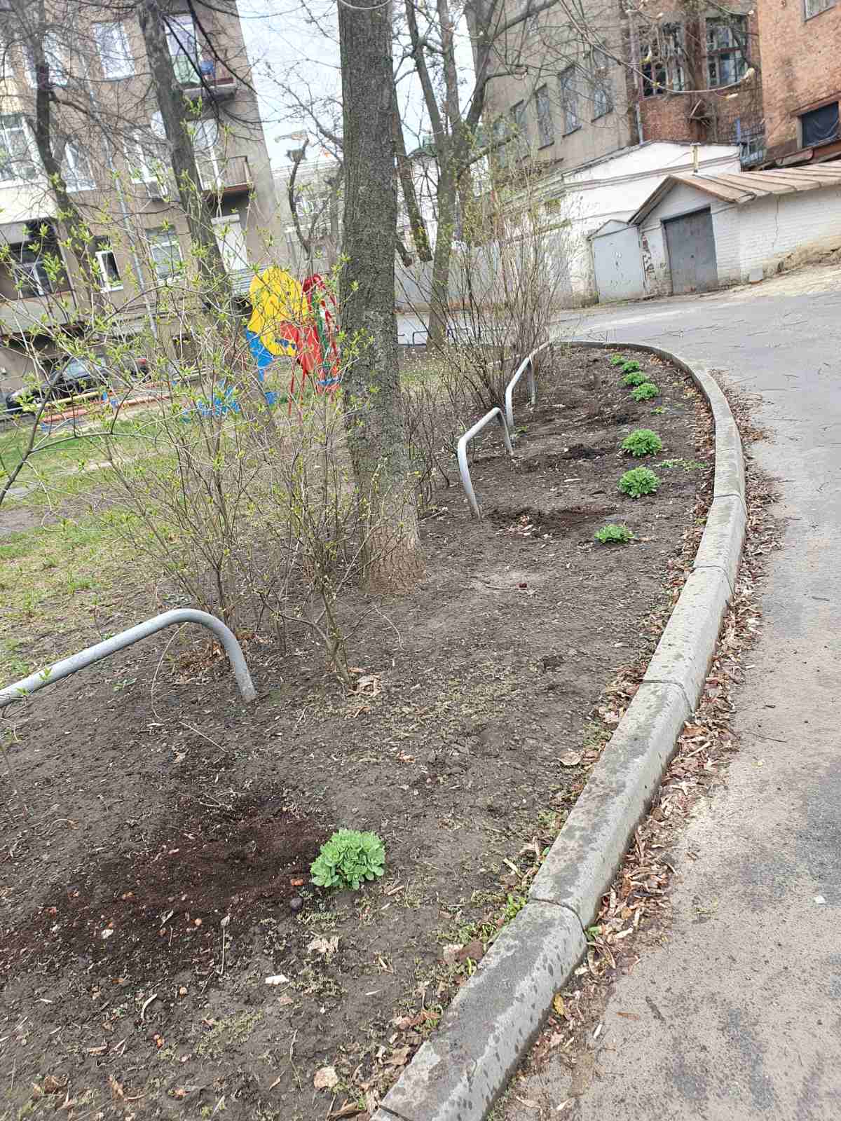 В Харькове вырубили катальпы в центре 3