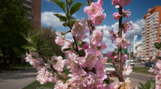 У Харкові можна милуватися цвітінням сакур, магнолій і мигдалю (фото, відео)
