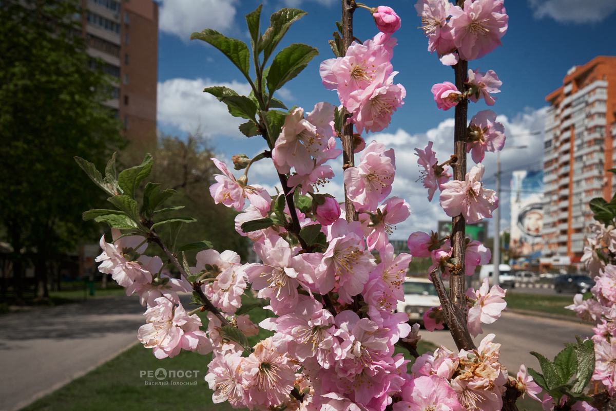 В Харькове можно любоваться цветением сакур, магнолий и миндаля (фото, видео)