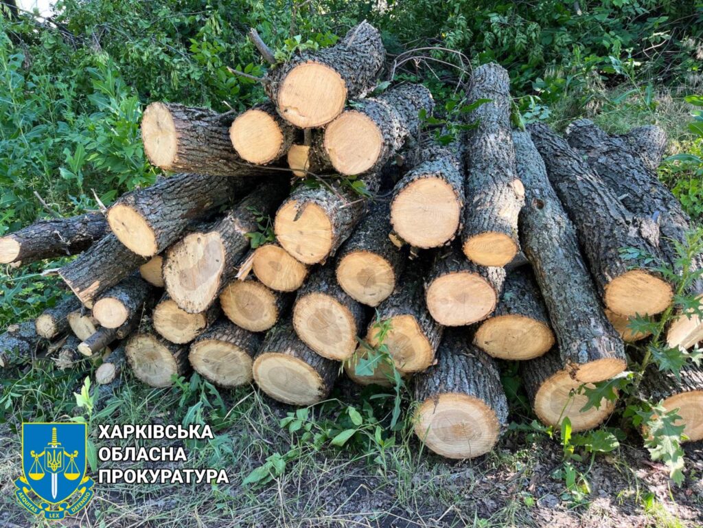 Вырубил дубы, клены и ясени на Харьковщине: мужчине сообщили о подозрении