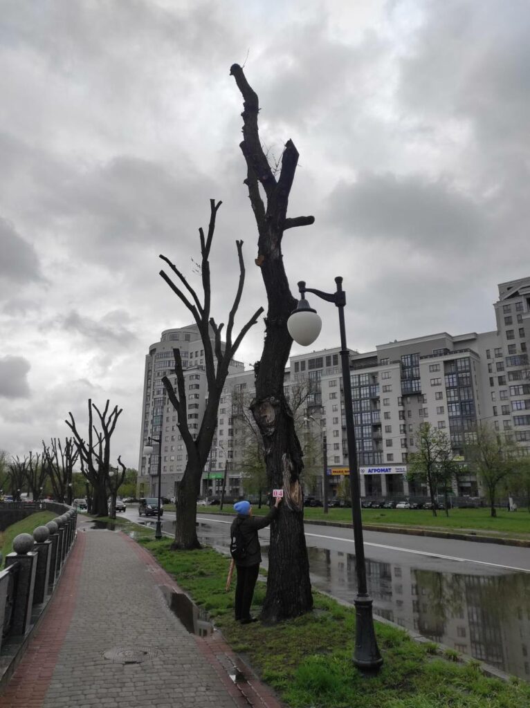 Обрезка деревьев в Харькове: активисты насчитали 200 тыс грн убытков