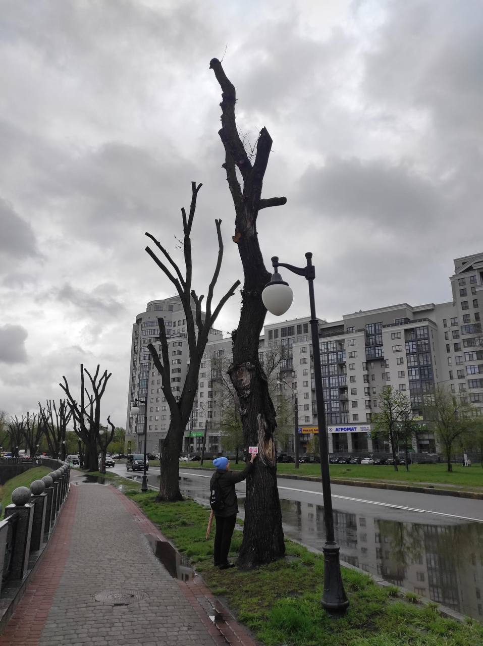 Обрізка дерев «під стовп» у Харкові: активісти нарахували 200 тис грн збитків