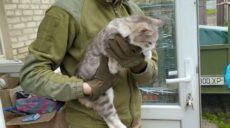 Эвакуация животных из Донеччины и Харьковщины: о котиках заботились воины ВСУ