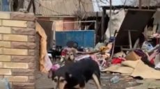 Из прифронтового села на Харьковщине эвакуировали 10 животных (видео)
