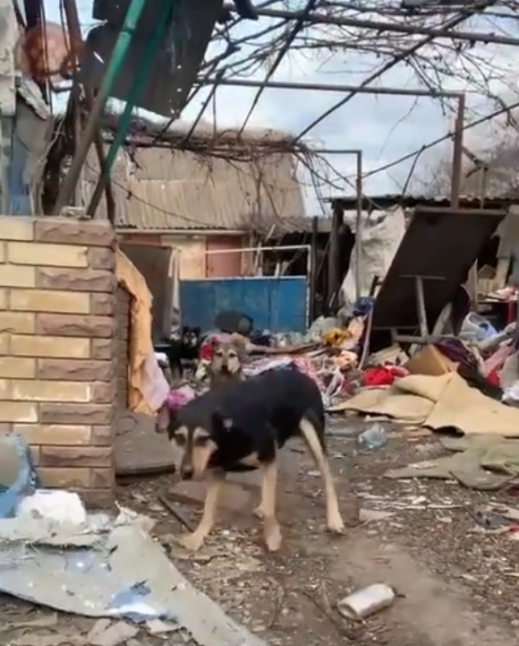 З прифронтового села на Харківщині волонтери евакуювали 10 тварин (відео)