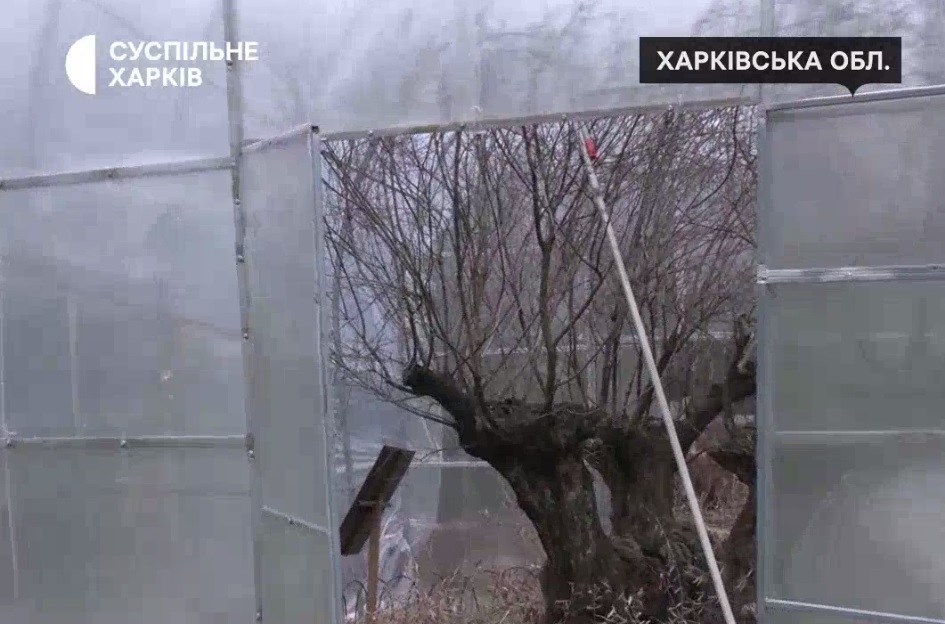 Оливкове дерево – ровесник Харкова вижило після російських обстрілів (відео)