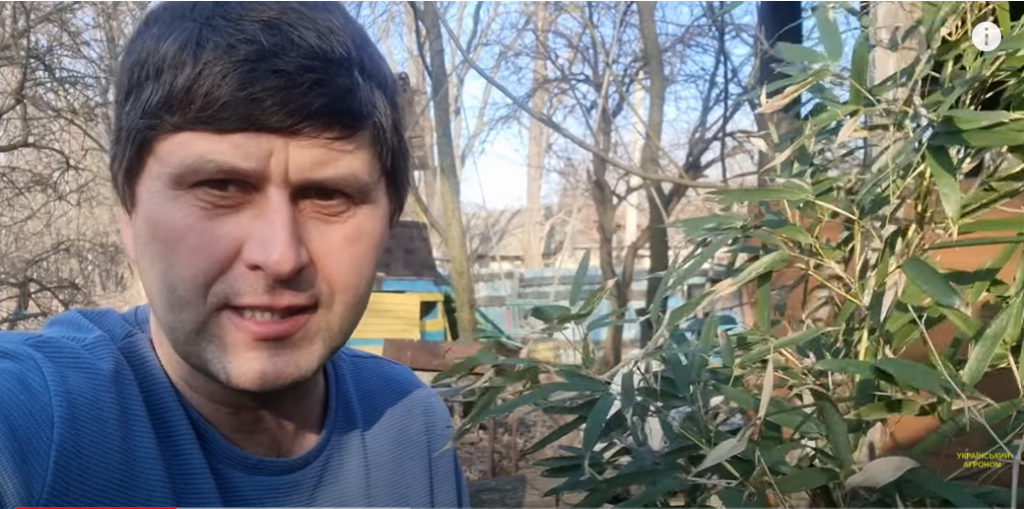 Харків’янин вирощує бамбук: як перезимувала тропічна рослина (відео)