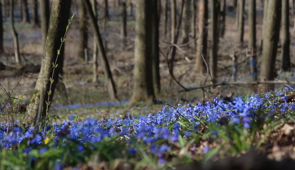 Проліски на тлі вирв: у харківський екопарк прийшла весна (відео)