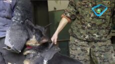 Живое оружие. В Харькове готовят штурмовых и поисковых собак для ВСУ