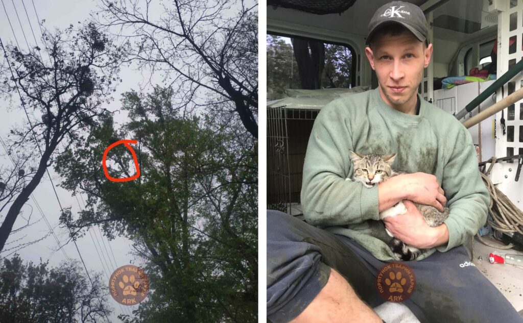 В Харькове с высоты седьмого этажа сняли беременную кошку (видео)