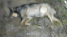 В Харькове жестоко убили собаку: полиция ищет преступника