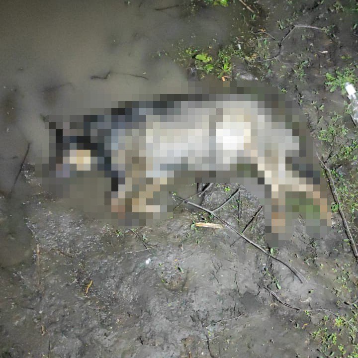 У Харкові жорстоко вбили собаку: поліція шукає злочинця