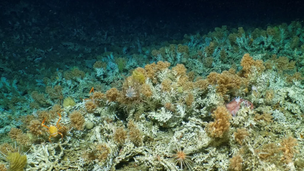 Новий «незайманий» кораловий риф знайшли на Галапагоських островах Еквадору