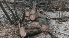 Житель Харківщини нарубав дубів на пів мільйона гривень (фото)