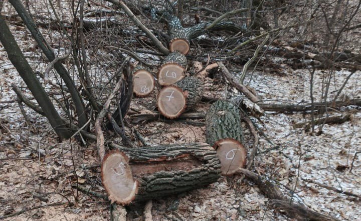 Житель Харьковщины нарубил дубов на полмиллиона гривен (фото)