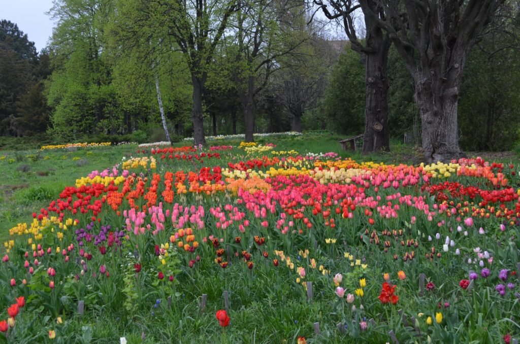 Поля тюльпанів та алея сакури в Харкові: опубліковані фото та відео