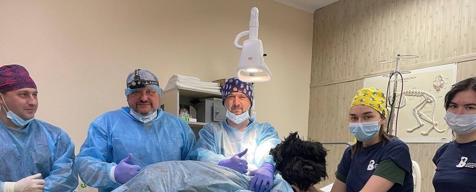 У Харкові поставили біоінтегрований протез псу, який постраждав від обстрілу
