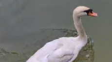 До Центрального парку Харкова повернулися лебеді (відео)
