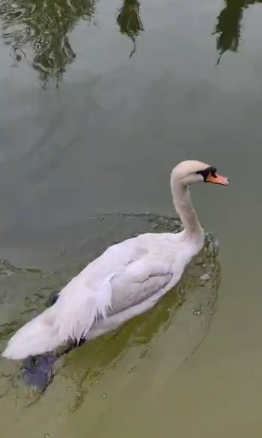 До Центрального парку Харкова повернулися лебеді (відео)
