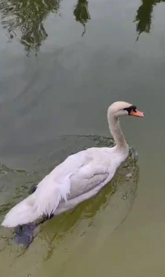 В Центральный парк Харькова вернулись лебеди (видео)