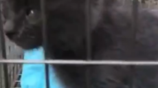 В Харькове шесть детей спасли двух котят из-под завалов мусора (видео)