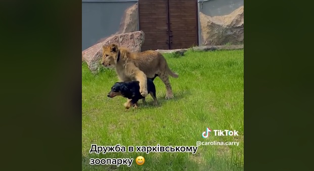 В харьковском зоопарке подружились лев и пес (видео)