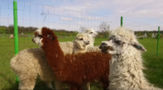 У харківський екопарк повернули альпак та інших тварин (відео)