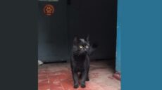 У Харкові врятували кота, який близько тижня просидів у вентиляції (відео)