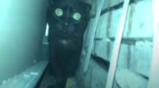 У Харкові, щоб урятувати кота, господарі розбили стіни на кухні (відео)