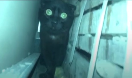 В Харькове, чтобы спасти кота, хозяева разбили стены на кухне (видео)